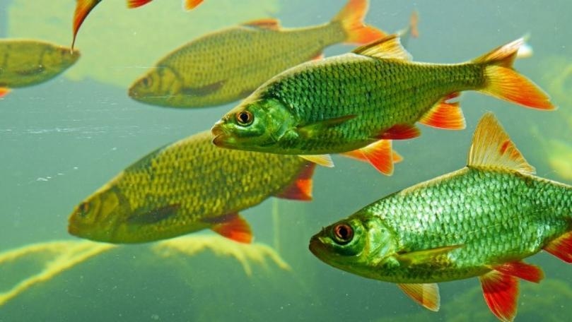 Scientific Study Finds That Fish Feel Pain Just Like We Do