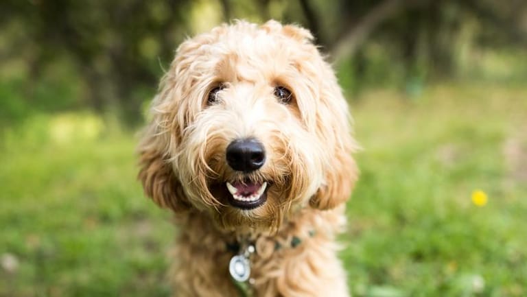 Man Who Created Labradoodle Breed Describes It as His 'Life's Regret'