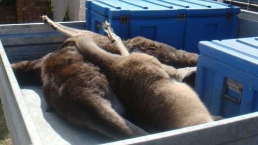 Teenager Tortured and Killed 20 Kangaroos During Hour-Long Massacre