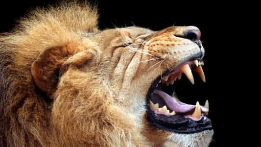 Man Sets Pet Lion on Electrician Demanding Payment for Work
