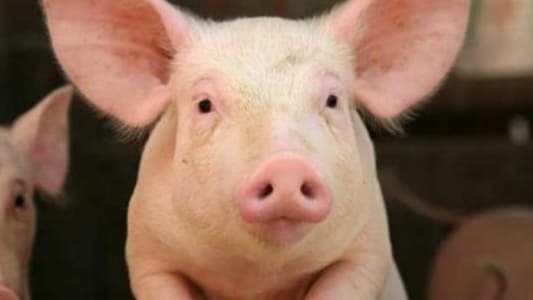 جلد الخنزير يساعد في علاج حروق البشر