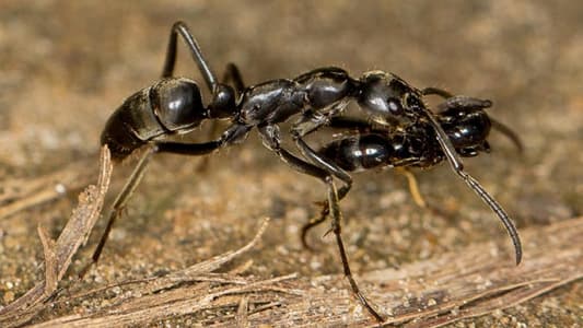 علماء يكتشفون في تونس أسرع نمل في العالم 
