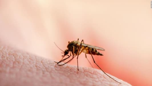 Lower Income Neighborhoods Have Bigger Mosquitoes That May Spread Diseases