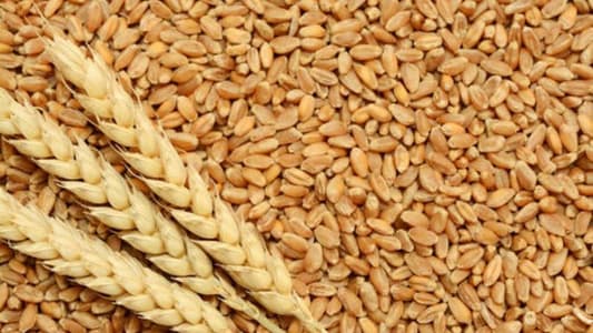 Sources to MTV: Beirut silos sent 13 trucks of wheat to bakeries, ending a supply crisis