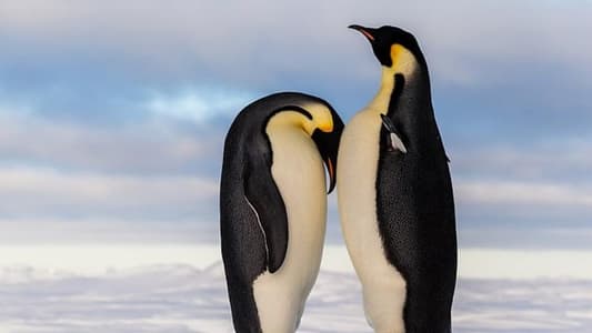 Emperor Penguins ‘Could Be Wiped Out by Climate Change within 80 Years’
