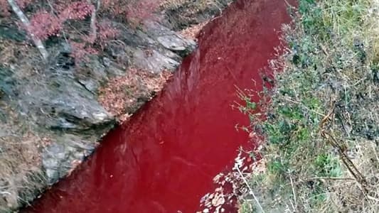 South Korean River Runs Red with Blood of 47,000 Slaughtered Pigs