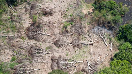 Brazil Amazon rainforest deforestation hits 11-year high in 2019: government data