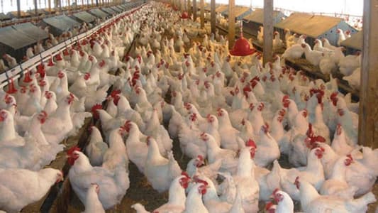 Lebanese Poultry Syndicate: There is a big problem in how to secure feed materials and production requirements, and we call on the state and the Governor of the Central Bank to provide currency for the imports