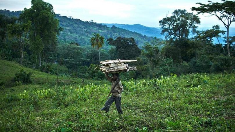 Climate Change and Humans Are Threatening 7,000 African Plant Species