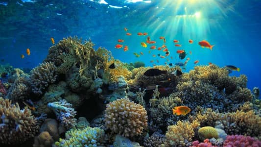 Dying Coral Could Be Revived by Playing Healthy Reef Sounds Underwater