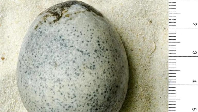 Archaeologists Accidentally Break Eggs that Had Been Going Off for 1,700 Years