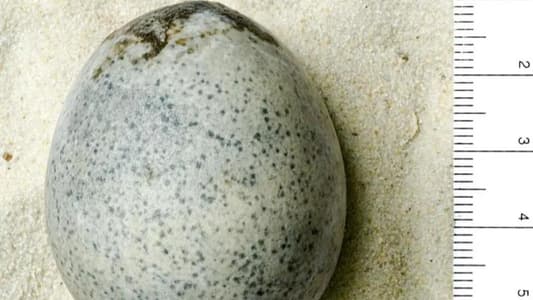 Archaeologists Accidentally Break Eggs that Had Been Going Off for 1,700 Years