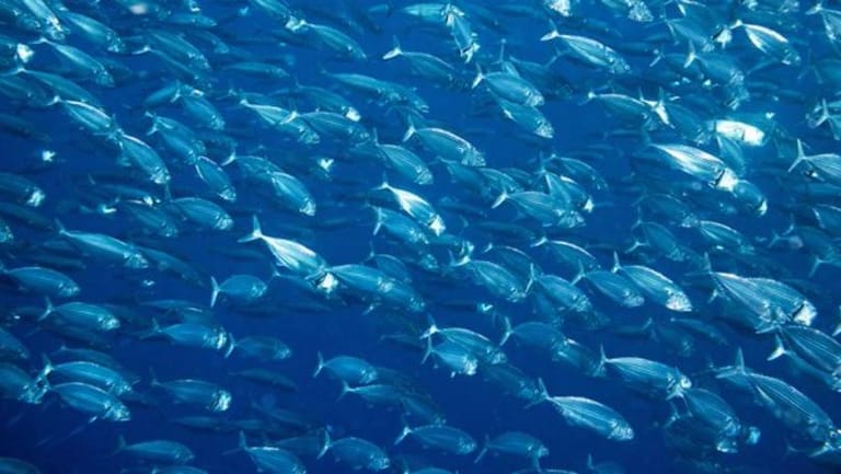 Scientists Warn That the Ocean Is Running Out of Oxygen, Here's Why That Matters