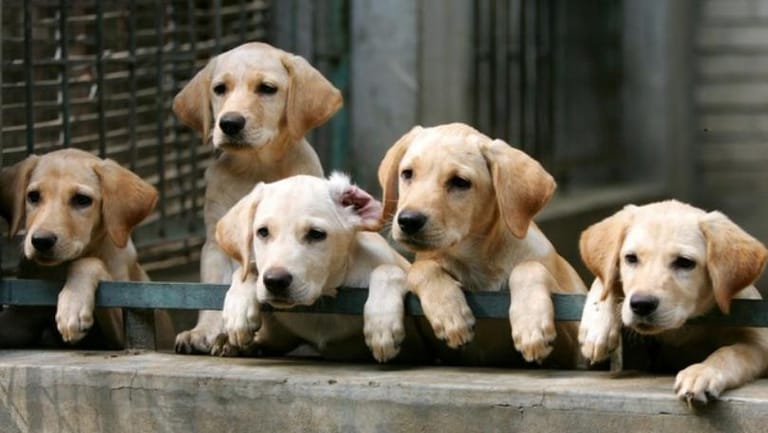 Puppies May Be Making People Sick, CDC Says