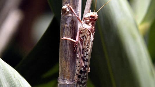 Somalia hit by worst desert locust invasion in 25 years
