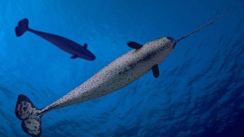 Narwhals on the Verge of Extinction Due to Excessive Hunting in Greenland