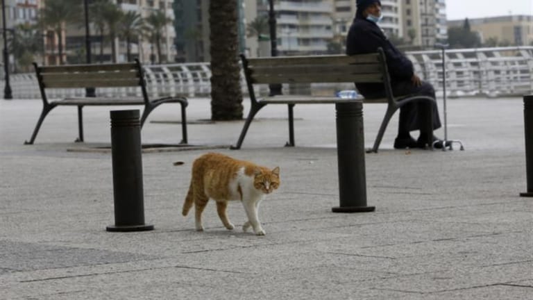 التخلّي عن الحيوانات الأليفة: أكلاف الرعاية تضاعفت