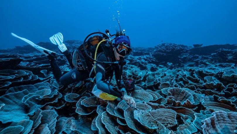 Giant Pristine Coral Reef Discovered off Tahiti