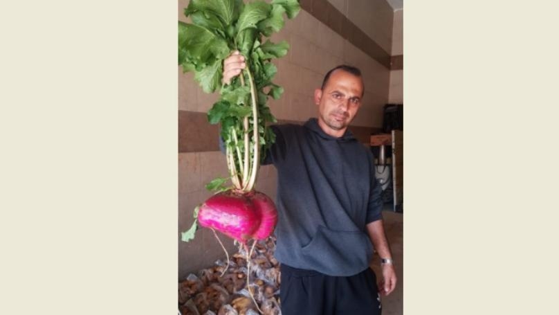 في لبنان بالصّورة: فجلة عملاقة!