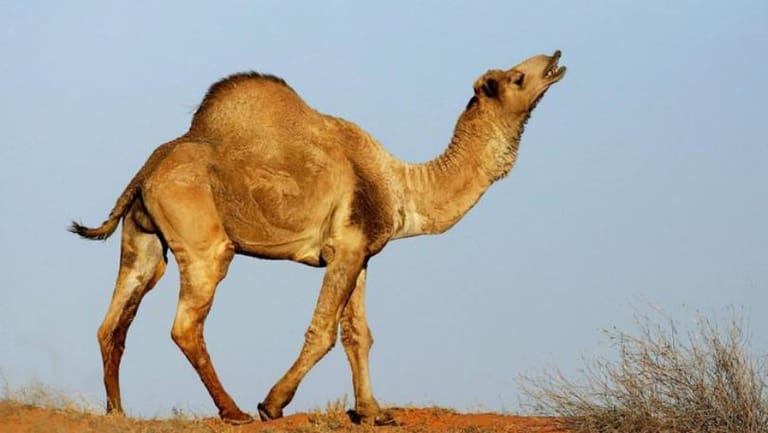 10,000 Camels in Australia to Be Shot Because They Drink Too Much Water
