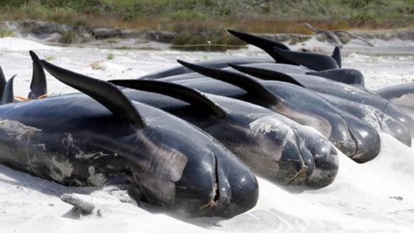 Can Animals Commit Suicide?