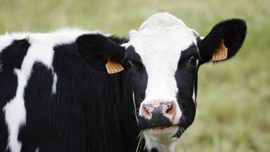 Cows Talk to Each Other About How They Feel, Study Finds