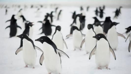 Penguins' Speech Patterns Are Similar to Humans, New Study Finds