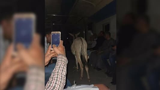 حمار يستقل قطار ركاب في مصر وصاحب الحيوان يهدد بالانتحار