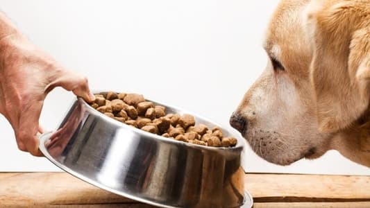 رجلٌ يتناول طعام الكلاب لمدة 30 يوماً لإثبات مدى جودته