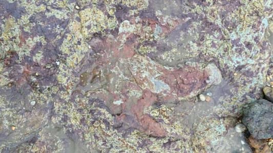 Storm Reveals 130 Million-Year-Old Dinosaur Footprint on Isle of Wight