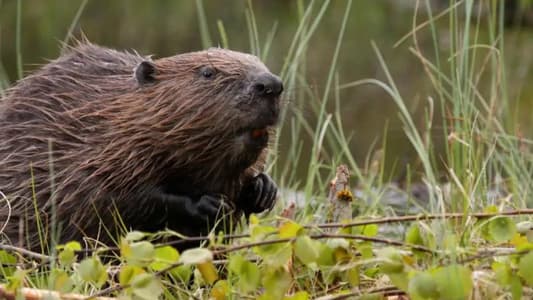 Beavers Cut Flood Risks, Clean Rivers and Boost Wildlife