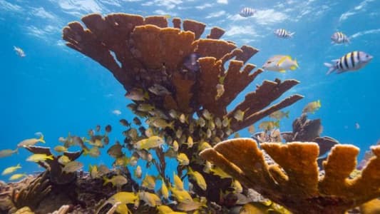 Climate Change Could Wipe Out Every Coral Reef by 2100
