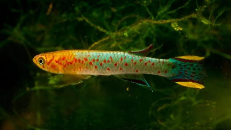 This Fish May Be the Secret to Preventing Human Aging