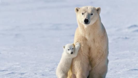 Polar Bears Getting Thinner and Having Fewer Cubs Due to Melting Sea Ice