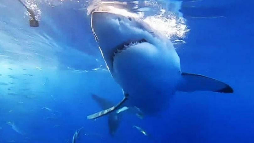 Surfer Fights Off Great White Shark by Punching and Swearing