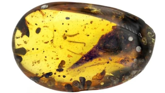 World’s Smallest Dinosaur Found inside 99-Million-Year-Old Amber