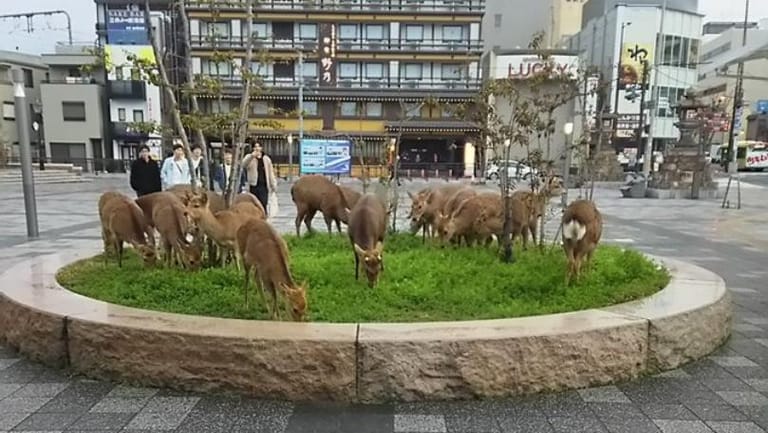 Deer in Japan Venture Outside of Parks in Search of Food as Tourist Numbers Drop