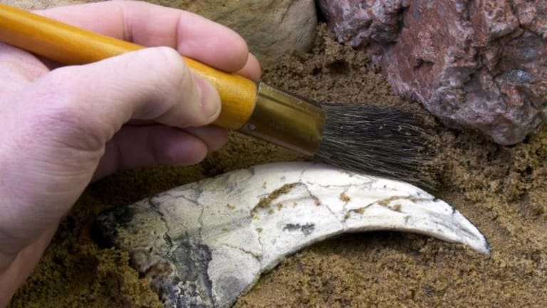 Three New Species of Flying Dinosaurs Discovered in Morocco