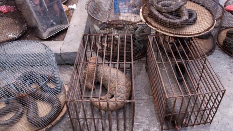 Ban Wildlife Markets to Prevent Future Pandemics, Says UN Biodiversity Chief