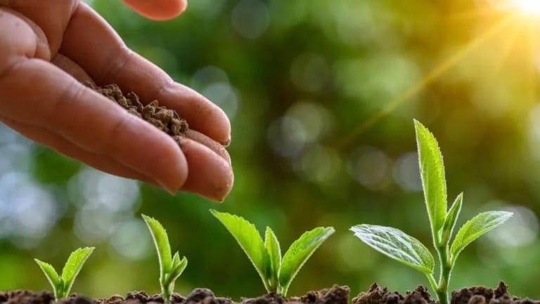 Planting Trees in Wrong Place 'Could Increase Greenhouse Gas Emissions'