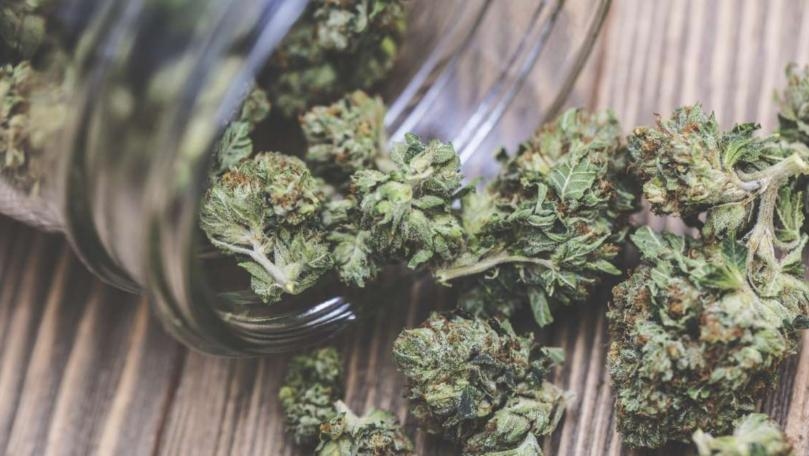 Even Occasional Use of Weed Raises Risk of Covid-19 Complications