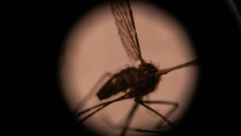 WHO Warns Malaria Deaths Could Double During Virus Pandemic