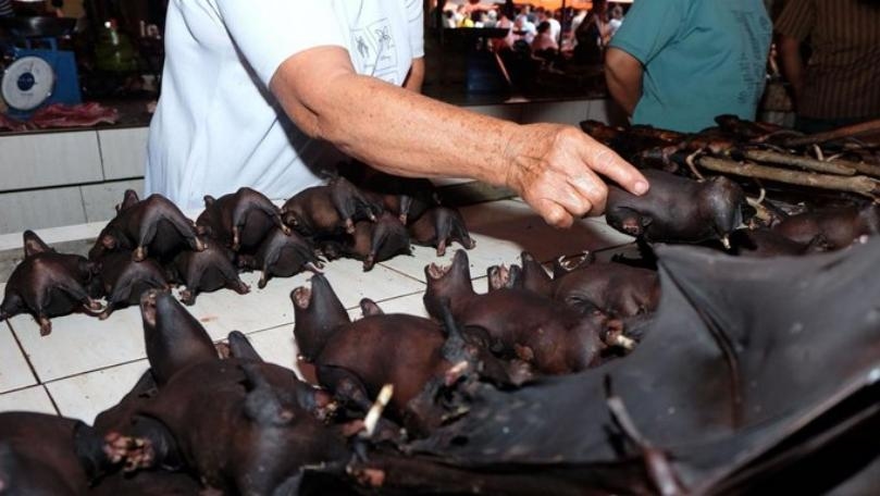 Go Vegan or Risk Further Pandemics, Experts Warn