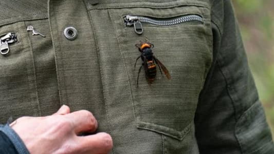 Scientists Hope to Hunt Down ‘Murder Hornets’ Before They Decimate Bee Population