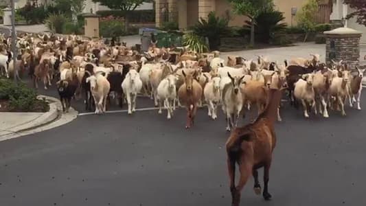 Hundreds of Goats Run Riot on Streets of Californian City in Lockdown