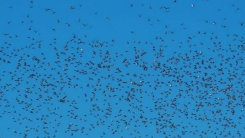 Is The Beetles Infestation in Lebanon Harmful to Our Health?