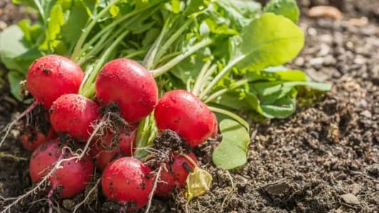 5 Vegetable Seeds You Can Plant Now to Enjoy in Summer 