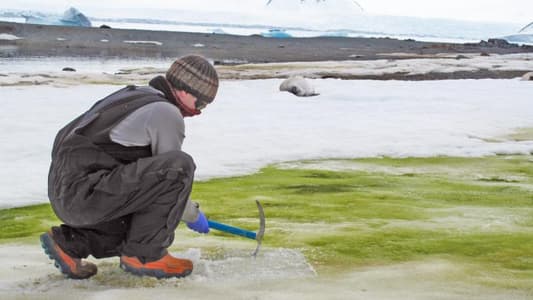 Climate Change Causing 'Green Snow' Along Coastal Antarctica