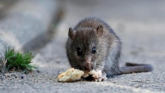 الفئران استفادت من البشر لغزو العالم! 
