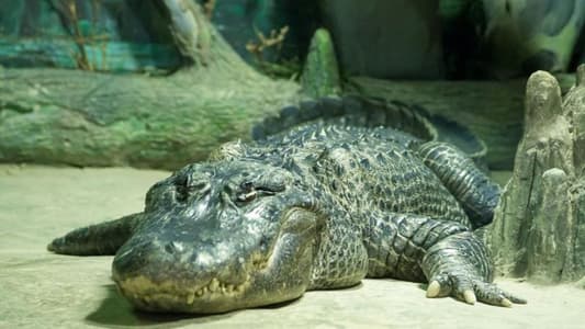 تمساح أسطوري ينفق في حديقة حيوانات موسكو عن 84 عاماً